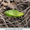 colias aurorina pupa1